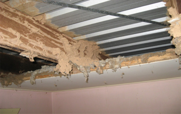 Termite damage to floorboards