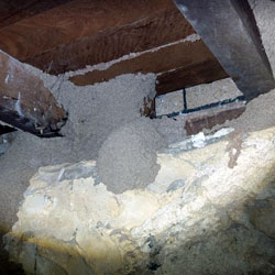 Termite activity detected below floor