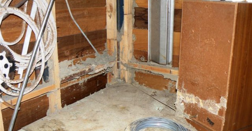Termite on wall framing timbers