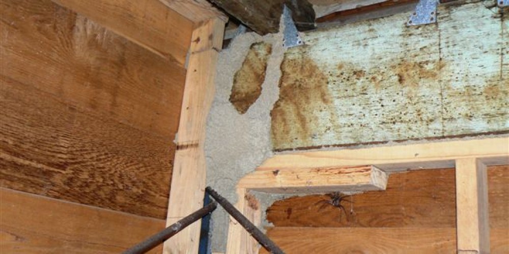 Termite tracks on wall frame work