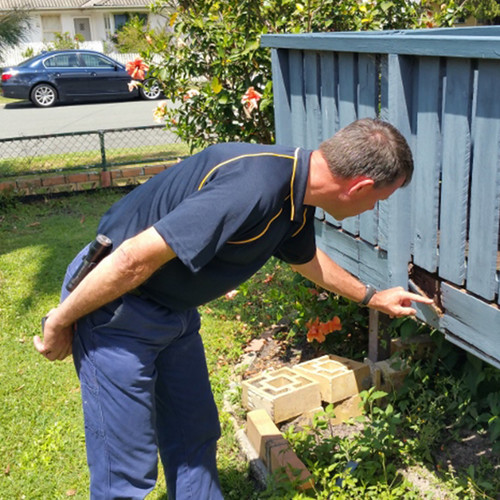 Peter K Sunshine Coast Building and Pest Inspector termite inspection