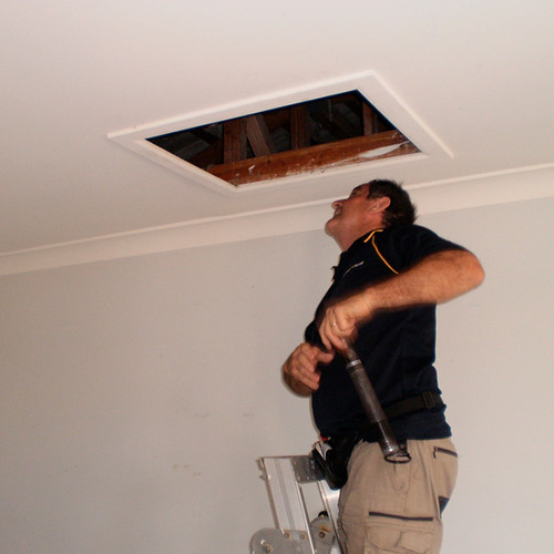 Glenn building pest inspector roof void