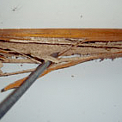 Termite activity