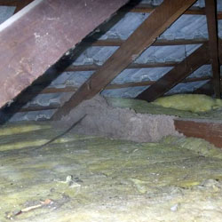 Termite activity in a roof cavity observed at a building and pest inspection