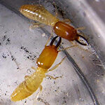 Nasutitermes Walkeri termite species